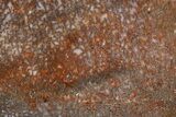 Polished Dinosaur Bone (Gembone) Section - Colorado #324201-1